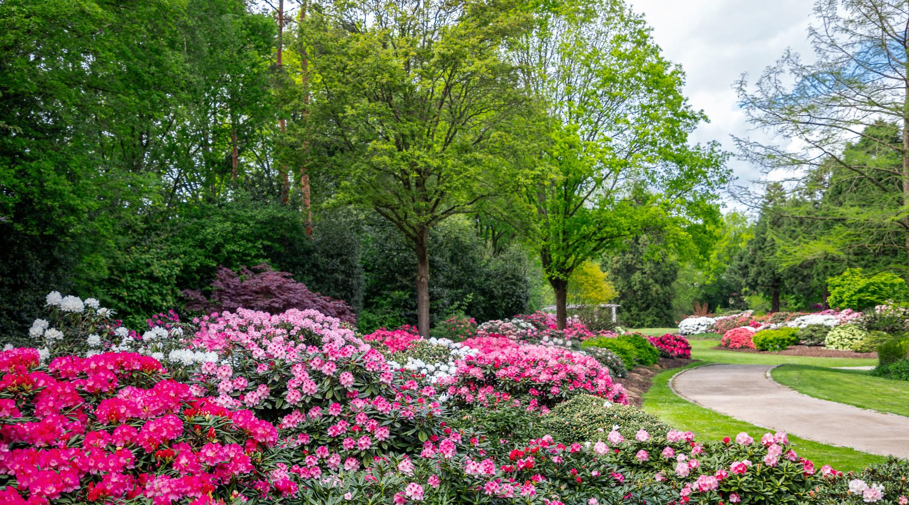 Rhododendron-Park Bremen: Världens största samling av rhododendron Rhododendron-Park Bremen: Världens största samling av rhododendron